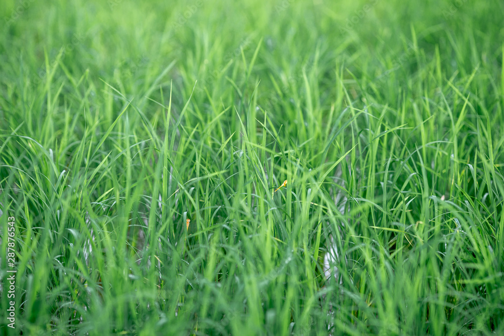 The close background of the green rice fields, the seedlings that are growing, are seen in rural areas as the main occupation of rice farmers who grow rice for sale or living.