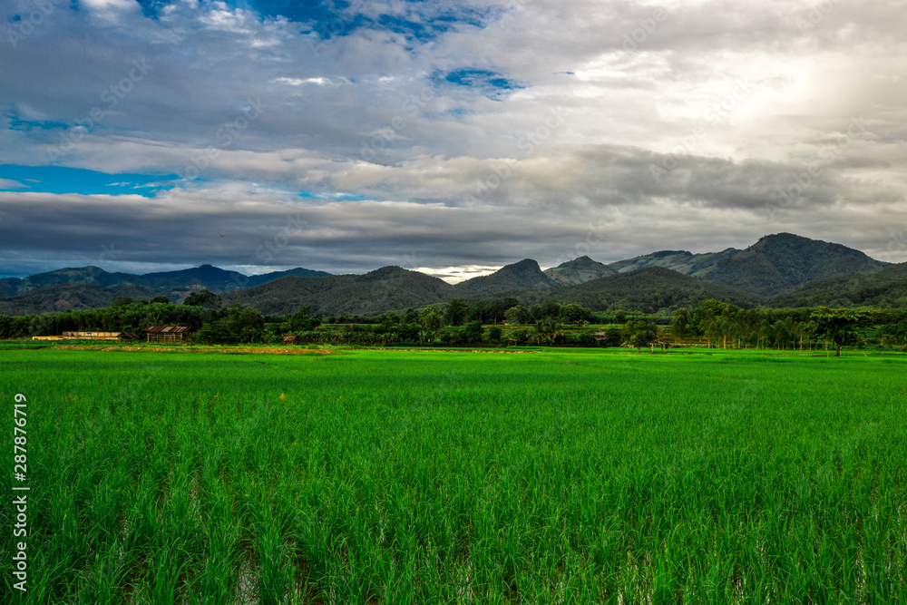 Obraz premium The close background of the green rice fields, the seedlings that are growing, are seen in rural areas as the main occupation of rice farmers who grow rice for sale or living.