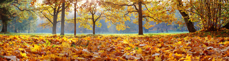 trees in the park in autumn on sunny day