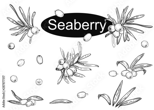 Hand drawn vector illustration set of seaberry branches, leaf, berry. Black and white sketch of hippophae. Painting isolated Sea buckthorn.