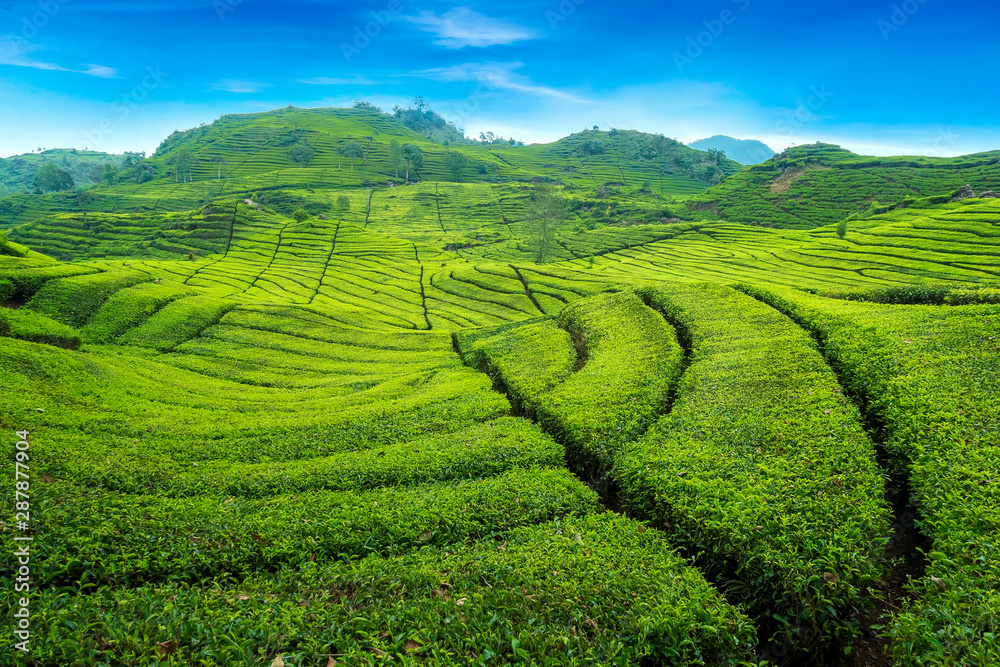 Beautiful Scenery of Tea Plantation view at ciwidey, Bandung West Java, Indonesia.