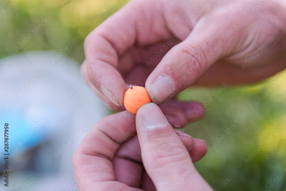 bait for carp. Wear hooks for carp. bait for carp. Boyle bait for carp. Wear hooks for carp. bait for carp. Boyle
