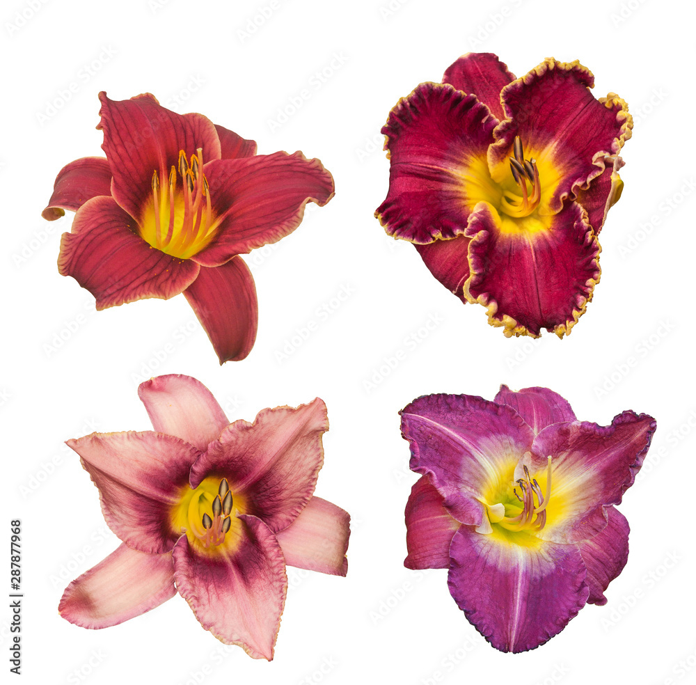 Set of daylily flowers   in violet-raspberry tones