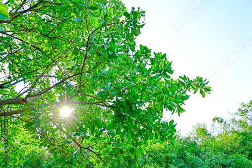 Beautiful green tree sky background