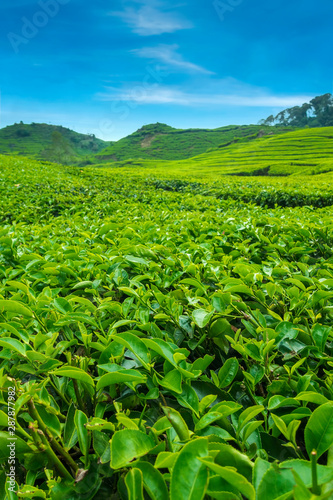 Beautiful Scenery of Tea Plantation view at ciwidey, Bandung West Java, Indonesia.