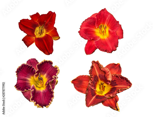 Set of  daylilies of red varieties on a white background isolated © Olesia Sarycheva