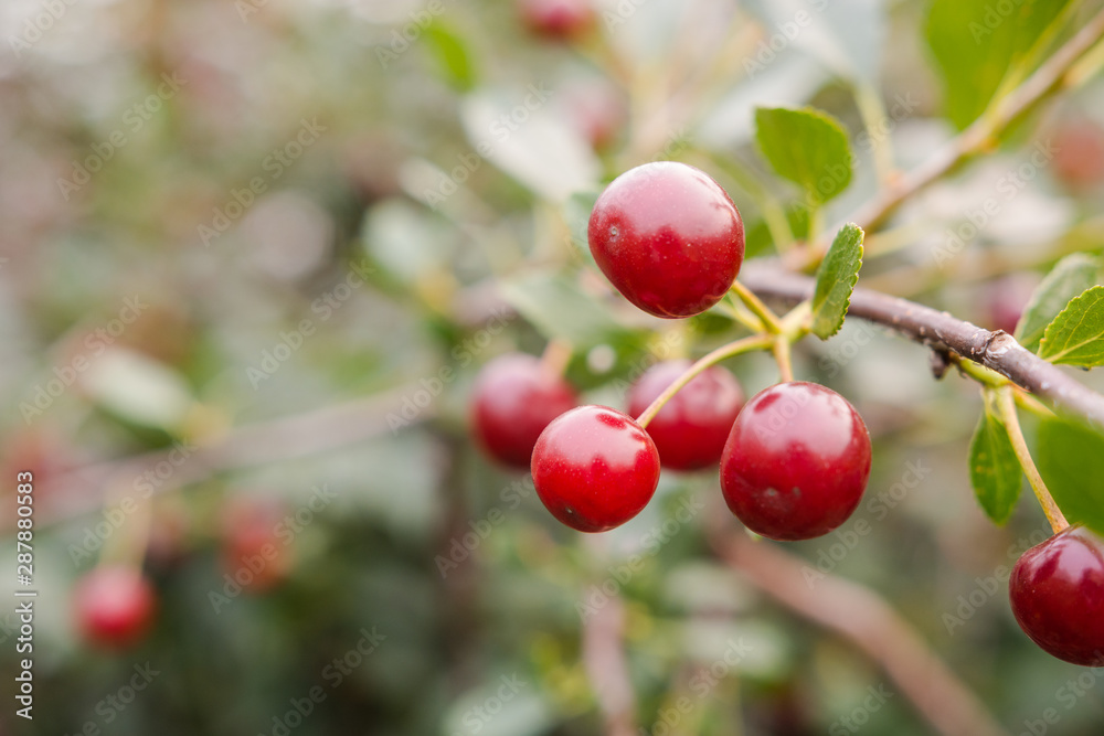 cherry in the garden. cherry closeup. ripe berry on a tree. Red cherry. natural berries. cherry in the garden. cherry closeup. ripe berry on a tree. Red cherry. natural berries.