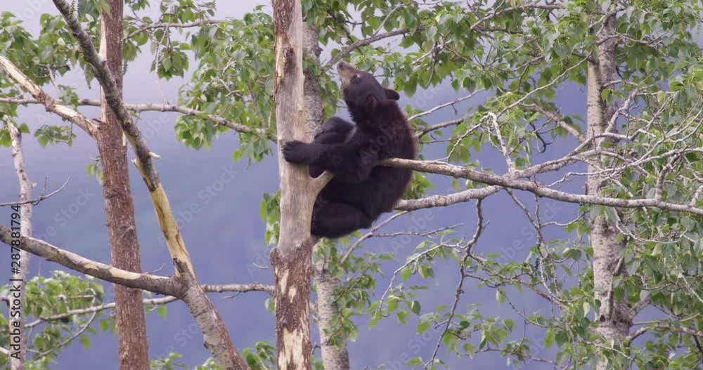 Black Bear hanging from branch in tree scratches neck with back foot. 4K shot on RED. Black Bear hanging from branch in tree scratches neck with back foot. 4K shot on RED.