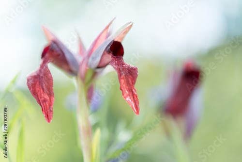 Serapias lingua., se caracteriza por tener las flores erectas de color púrpura y el labelo central con forma de lengua.