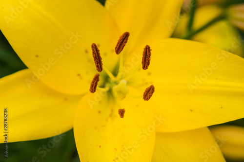 yellow lilies. lilies grow in the garden. beautiful yellow flowers. flowers close-up. plant flowers. flower bouquet. summer flowers.