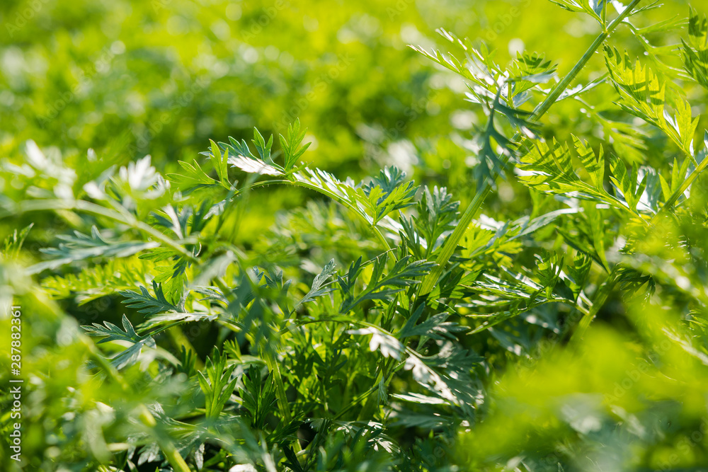 parsley in the garden. sprigs of parsley. fresh greens in the garden. parsley closeup. green background. parsley in the garden. sprigs of parsley. fresh greens in the garden. parsley closeup. green background.
