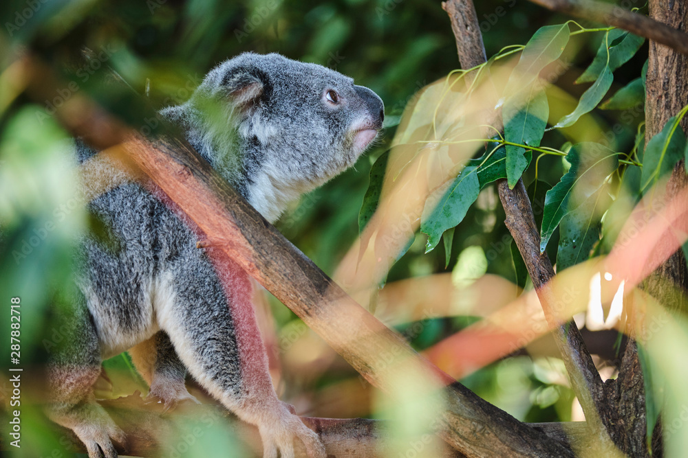 Fototapeta premium Baby koala climbing and eating around a tree with eucalyptus leaves