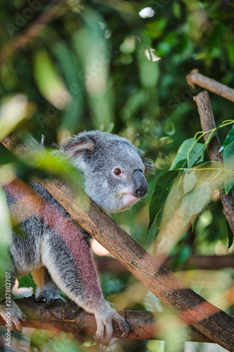 Baby koala climbing and eating around a tree with eucalyptus leaves