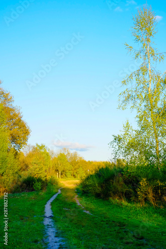 Small hiking trail leading into the forest under a blue sky and a shining sun