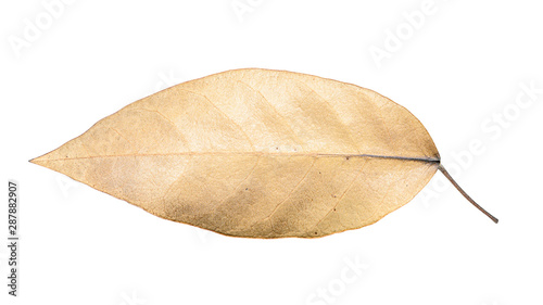 Dry leaf isolated on white background with clipping path.