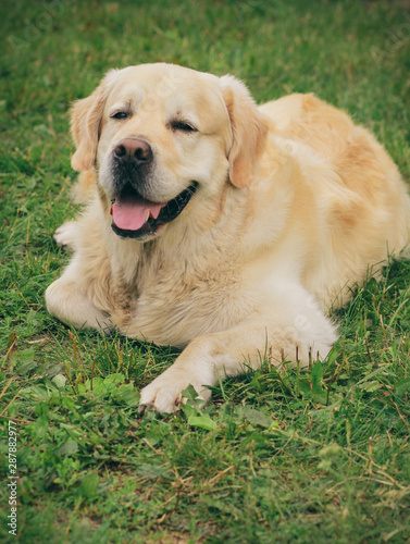 Dog golden retriever. Walk with the dog. Dog in a forest in a summer day.