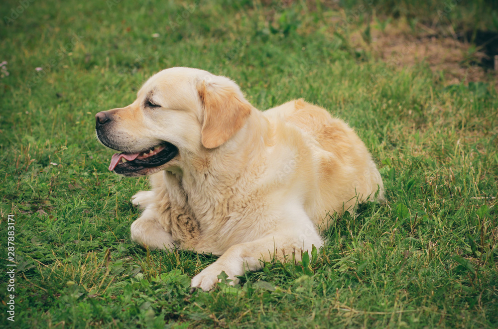 Dog golden retriever. Walk with the dog. Dog in a forest in a summer day.