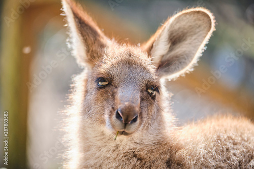 Joey baby Kangaroo out of pouch portrait © Orion Media Group