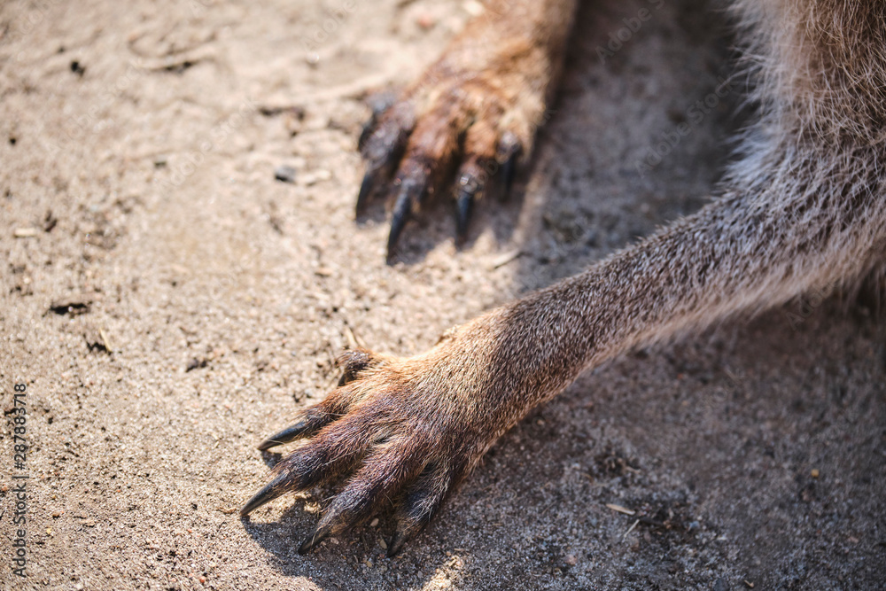 Kangaroo paws on the ground with long nails Stock Photo | Adobe Stock Kangaroo paws on the ground with long nails Stock Photo | Adobe Stock