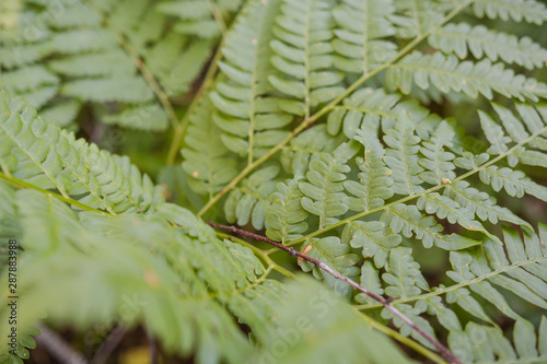 fern grows in the forest. fern leaf close up. fern bush. plant in the forest. rare plant. photo