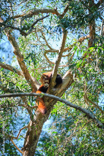 Red panda up a tree sleeping on branch