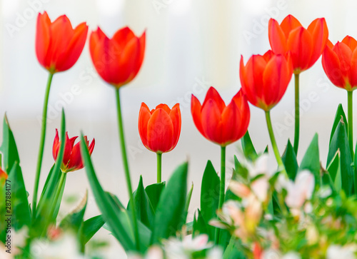 Fototapeta Naklejka Na Ścianę i Meble -  Colorful tulips are blooming in the garden