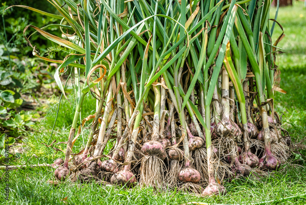 Harvesting garlic in the garden. Farmer with freshly harvested vegetables, organic farming concept. Harvesting garlic in the garden. Farmer with freshly harvested vegetables, organic farming concept.