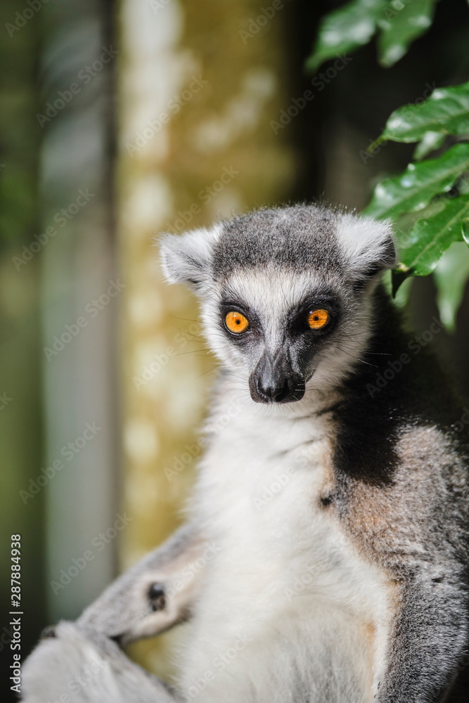 Fototapeta premium Ringtail Lemur close up portrait on face