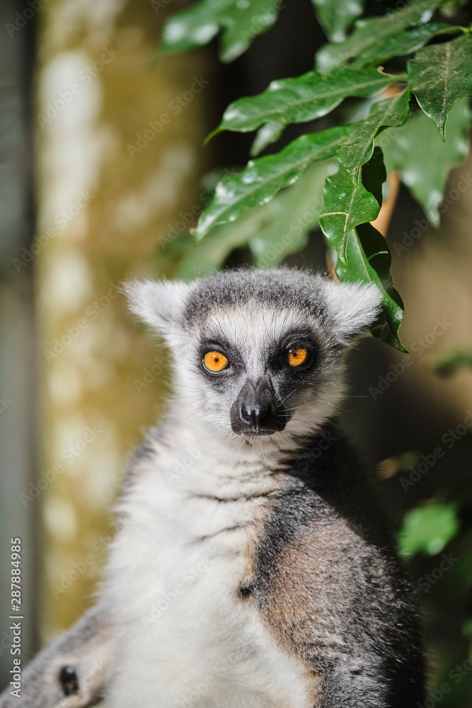 Ringtail Lemur close up portrait on face