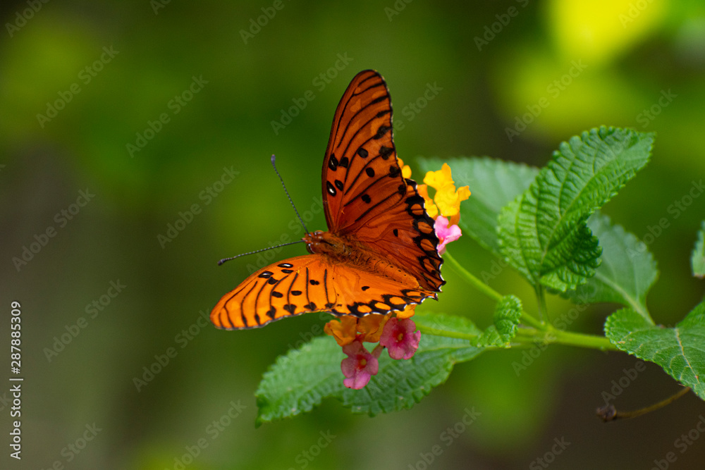 Obraz premium butterfly