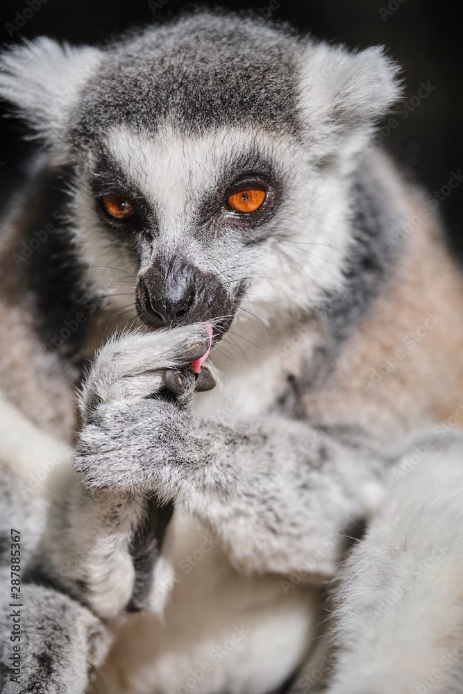 Fototapeta premium Lemur face close up image with wide orange eyes in sun cleaning itself