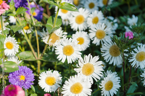 multi-colored asters. home flowers. grow asters in the garden. the scent of flowers. summer plants.