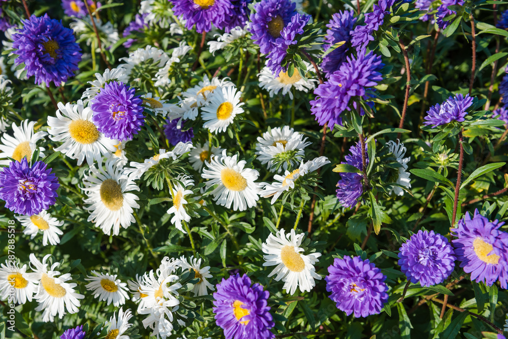 multi-colored asters. home flowers. grow asters in the garden. the scent of flowers. summer plants. multi-colored asters. home flowers. grow asters in the garden. the scent of flowers. summer plants.