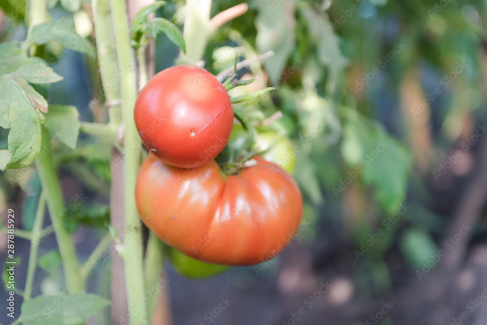 red tomatoes are growing. Tomatoes close-up. juicy vegetables. Agriculture. grow tomatoes in the garden.