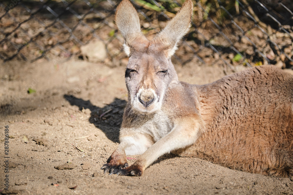 Red Kangaroo resting on ground close-up portrait