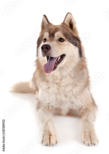 siberian husky in studio