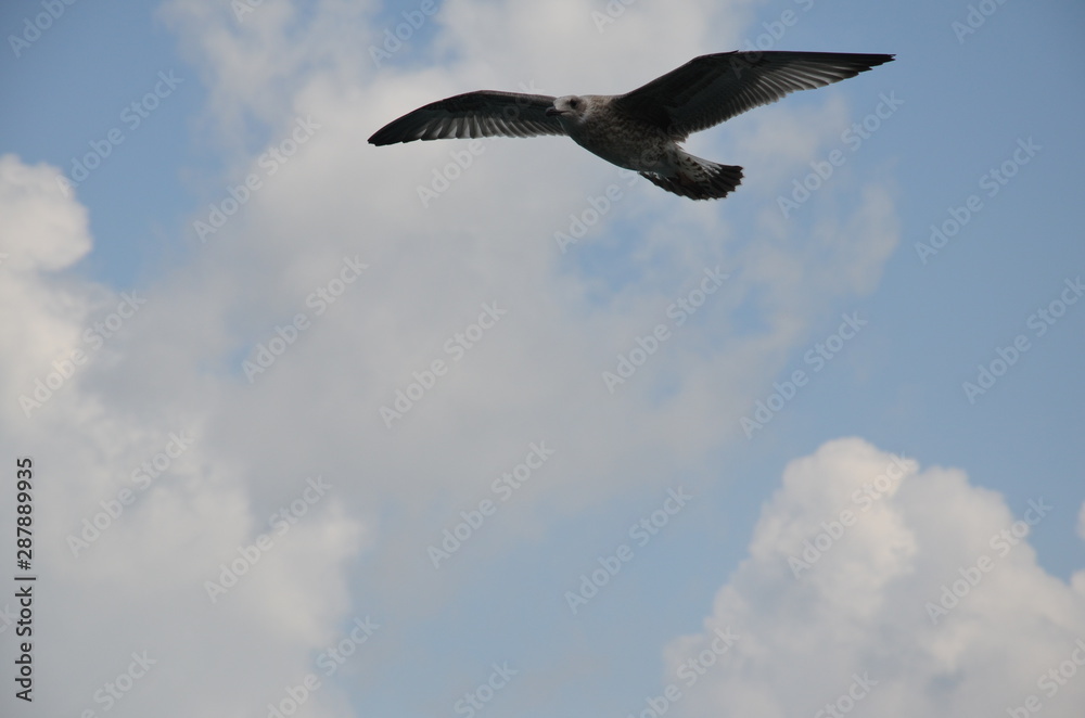 seagull in the sky