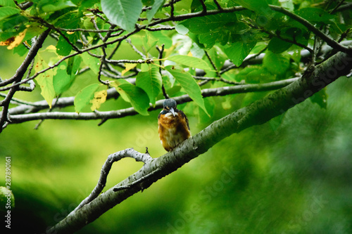 kingfisher in forest