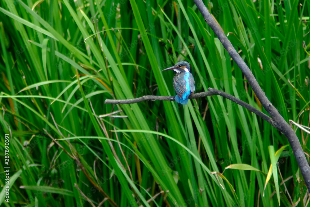 kingfisher in forest kingfisher in forest