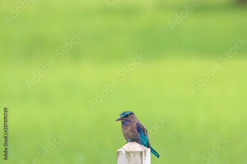 Blue\Brown bird on post 