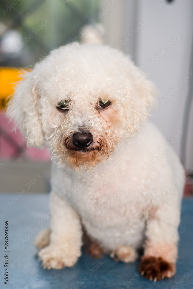 Bichon Bolognese dog breed with Malassezia pachydermatis