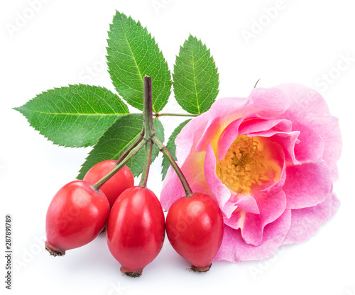 Rose-hips with rose flower isolated on a white background.