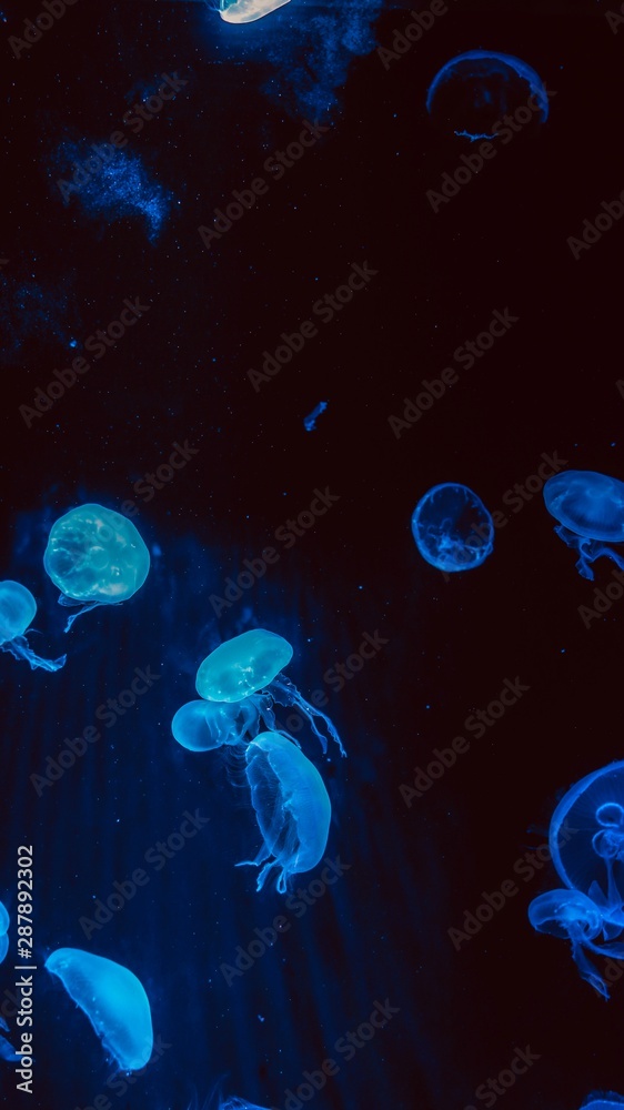jellyfish jellyfish