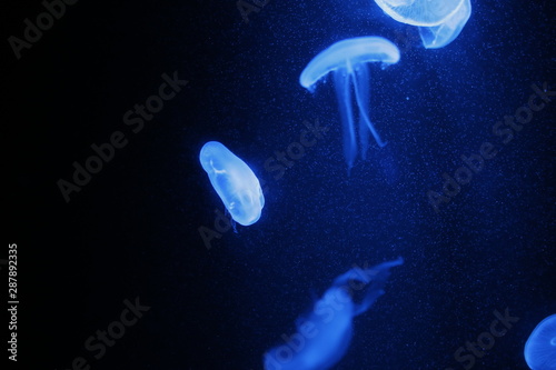 jellyfish