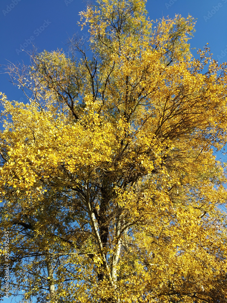 Autumn time is coming. Shedding of leaves Autumn time is coming. Shedding of leaves