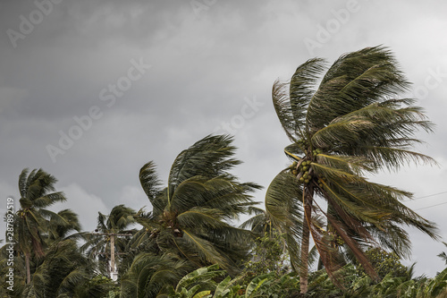 Beginning of tornado or hurricane winding and blowing coconut palms tree with dark storm clouds. Rainy season in the tropical