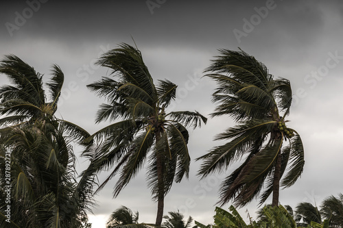 Beginning of tornado or hurricane winding and blowing coconut palms tree with dark storm clouds. Rainy season in the tropical