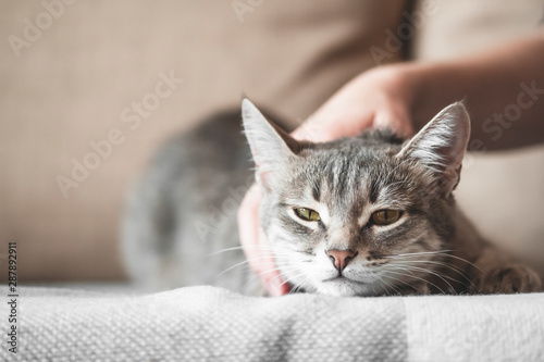 Cute gray cat playing with human hand while lying on sofa. Pet and people © kseniaso