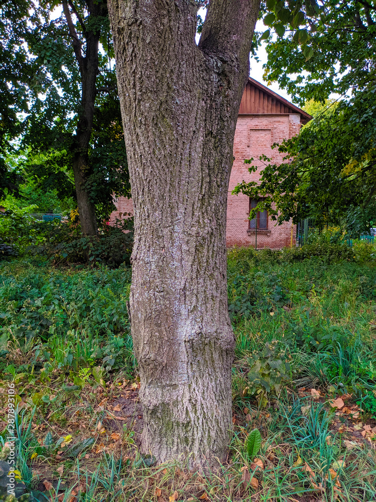 High tree near the hut