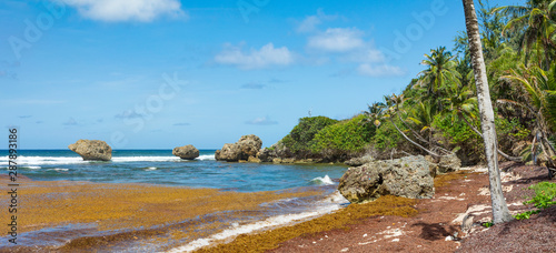 Barbados, an der Bathsheba Beach mit Palmen, Felsen und blauen Himmel , Panorama.